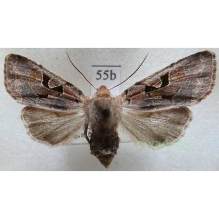 Orthosia gothica (Linnaeus, 1758) Czech55b